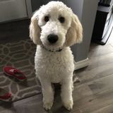 Dog trainer pet lover