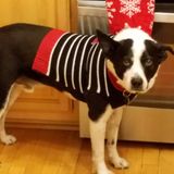 Looking for sitters to keep my dog IN SITTERS HOME for a reasonable fee.
