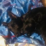 Experienced Pet Sitter servicing the Indiana and Creekside PA areas