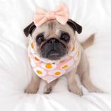For Hire: Careful Dog Sitter in San Benito, Texas