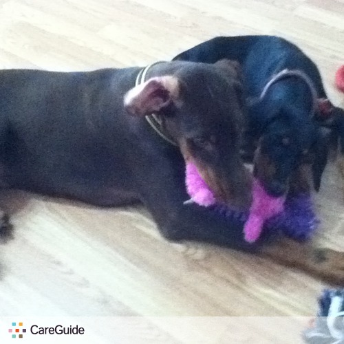 Pet Care Provider Karl I's Profile Picture