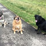 Dog Walking Available
