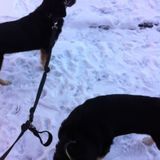 Need responsible dog friendly person