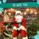 Miramichi, New Brunswick Dog Walker Posting