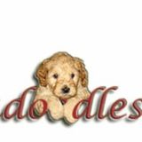 Kennel attendant