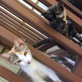 Available For a Pet Care Provider Job in Tallahassee