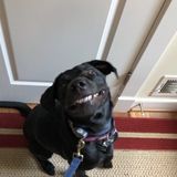 Wonderful Dog Walking Available Now!