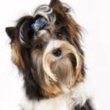 Housesitter Wanted in Alberta