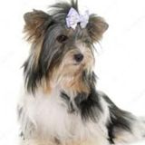 Wonderful Pet Sitter Needed in BC