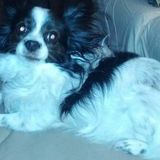 Professional Pet Sitting Available ! In home pet sitter