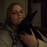 Indianapolis Cat Sitter,Dog Sitterseeking Job Opportunities