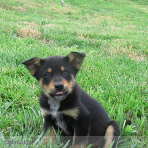 Pet Care Provider Bryan C's Profile Picture
