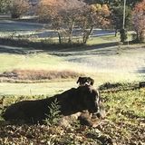 Loving Pet Walker/Sitter in Fernandina Beach, Yulee area