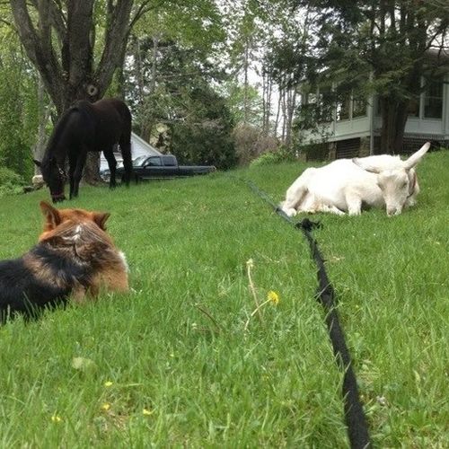 House Sitter Provider Kelly L's Profile Picture