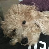 Cutest Golden Doodle wants to Snuggle you!