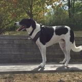 Wanted: A Dog lover for boarding - your home. Must be experienced with dog sitting/ and with shy, scared, timid dogs.