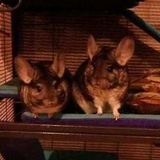 Chinchilla sitter wanted! (Warm and patient animal lovers only!)