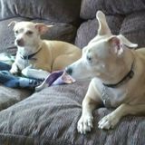 Available: Dedicated Animal Caregiver in Sun City, in my home, dog run, doggie door