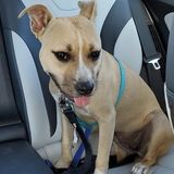 Interviewing dog Sitter