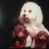 Searching for a Pet Care Provider Job in Gold Canyon