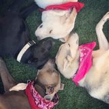 For Hire: Loving Pet Sitter