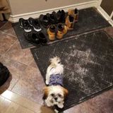 Caring Pet Sitter for Your Home or Walking any Pets you Need