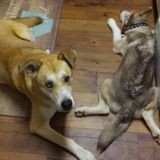 Petsitter for you