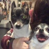 For Hire: Disciplined Cat and dog sitting Professional in Adams, New York