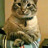 Loving Pet sitter Available. I love cats!