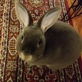 Hiring: Bunny sitter