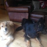 Woodinville Family needs in home pet care for dogs and cat