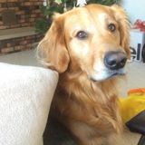 Seasoned pet sitter needed for gentle golden retriever