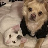 Excellent pet care