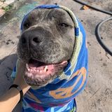 Love pets! Own 2 dogs. Overnight care! Walking! Transportation!