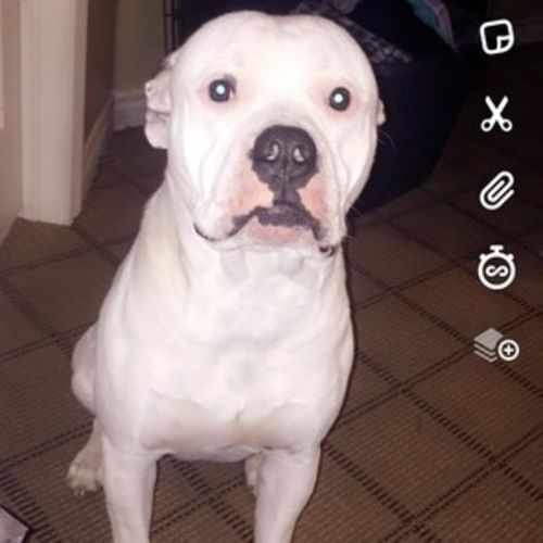 Pet Care Provider Faith N's Profile Picture