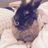 Hiring: Pet sitter who loves bunnies!