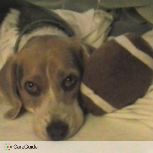 Pet Care Job Cathy C's Profile Picture