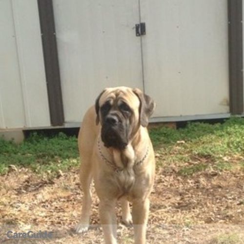 Pet Care Provider Rachel F's Profile Picture