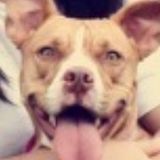 I am a passionate pet owner and i love taking care of other pets