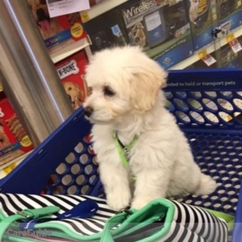 Pet Care Provider Dianna P's Profile Picture