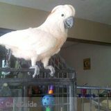 Long Term Boarding/Foster Home For Moluccan Cockatoo