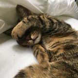 Looking for long term care for a domestic short-hair.