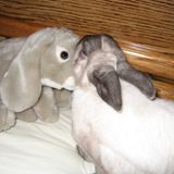 Wonderful Dog Sitter in Culver City. I also have 2 rabbits and am available to watch your rabbits!