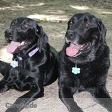 Pet Sitting: Two lovely Labs
