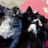 Compassion, caring animal lover needed to care for our little babies. :)