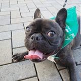Most Reliable Pet Sitting Professional in Escondido