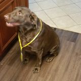 Available: Wonderful Pet Sitter in Friendswood