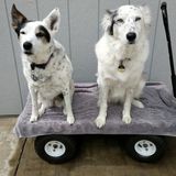 Animals & homestead care, sitting or walking