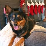 For Hire: Your neighborhood House Sitter / Dog sitter in Phoenix