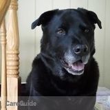 For the Love of Dogs Pet Care Services
